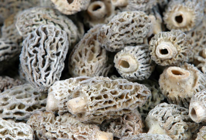 produit morilles surgeles sabarot